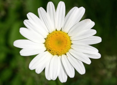 marguerite avec ses pétales