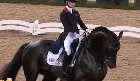 dressage